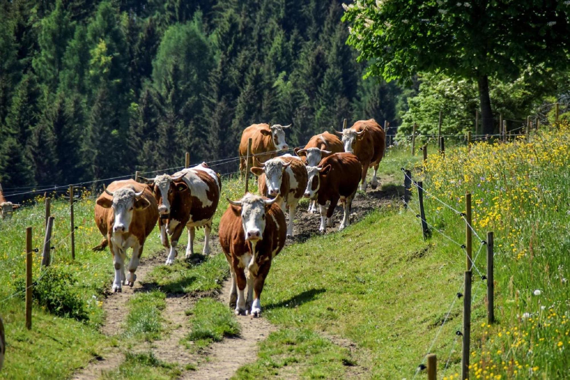 فيلا Urlaub Auf Dem Haberlhof لوبيرغ المظهر الخارجي الصورة